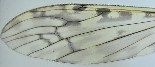 Réf. 353 510 : Limonia nubeculosa